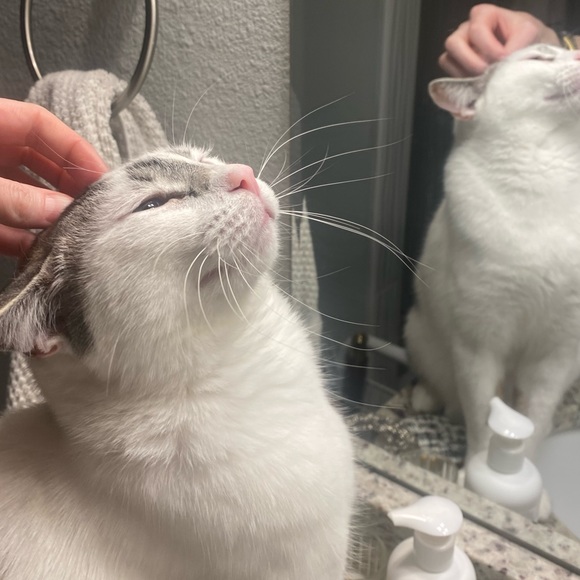 Meet your Posher, Cassandra - Picture 6 of 7